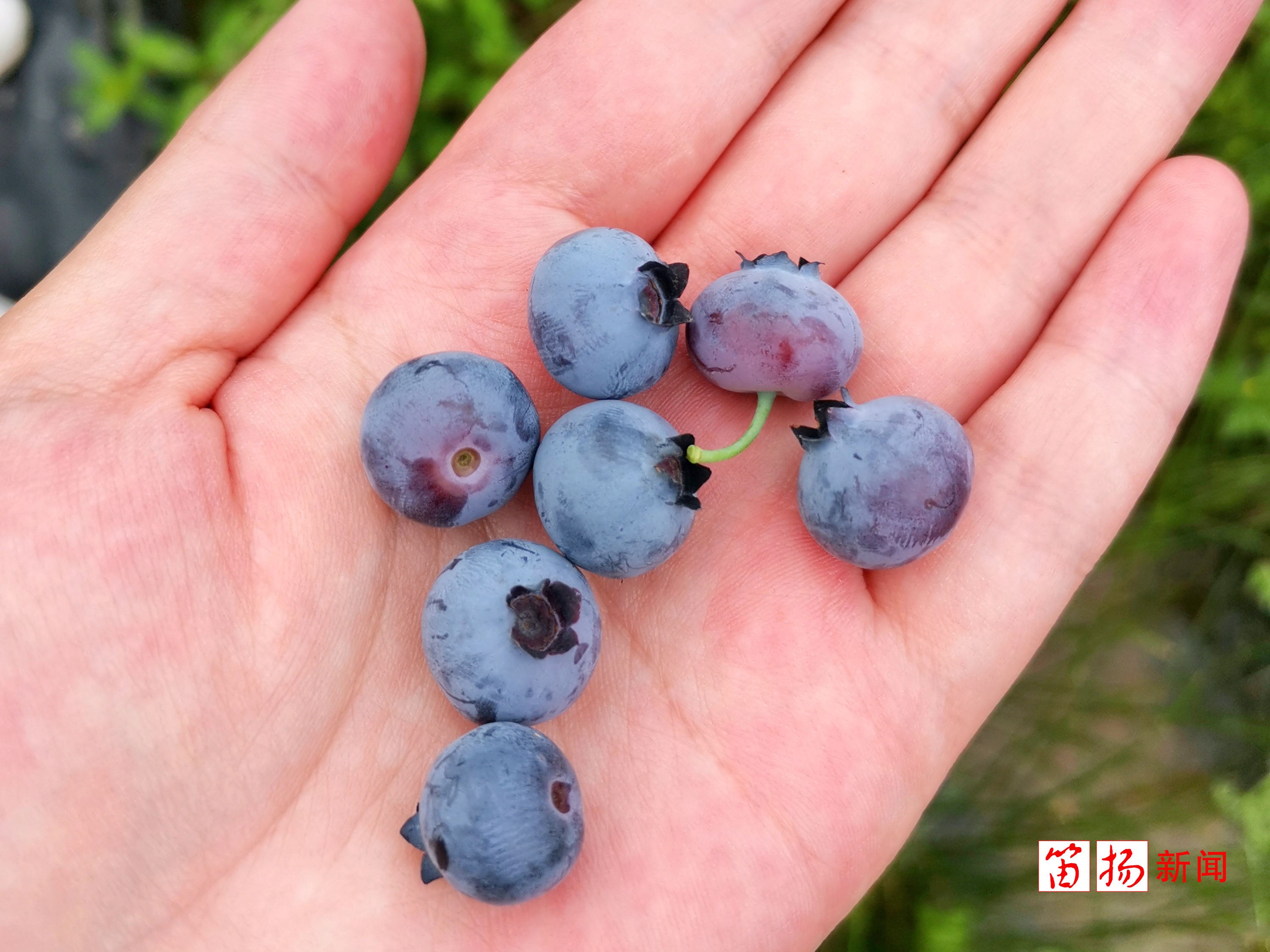 别再只爱蓝莓！应季水果护眼利器 错过一年再等 (别再爱了)