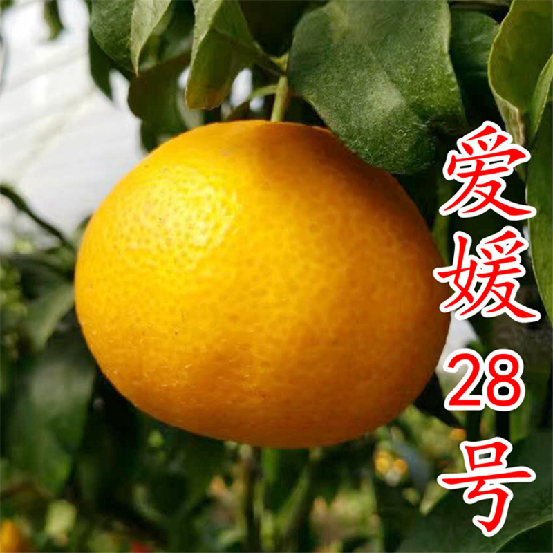 艾维乐aw818