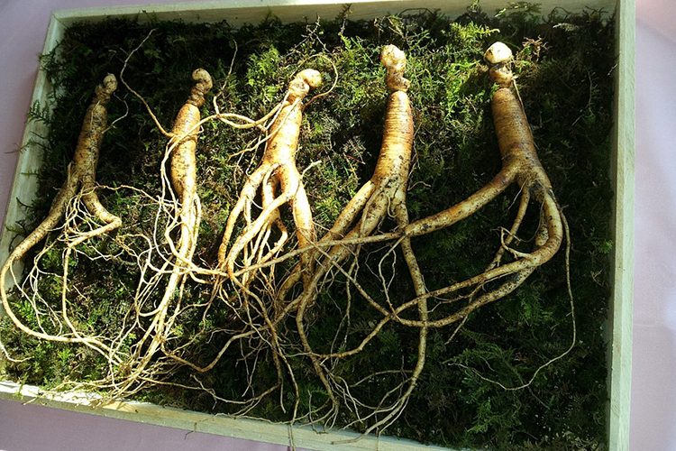 红豆