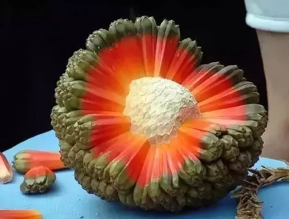 黄心