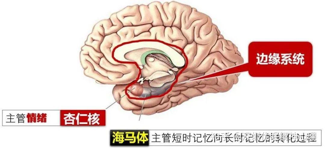 大脑为何抹去 岁前的记忆 3 揭秘大脑的记忆机制 (大脑为何抹去黑色素)