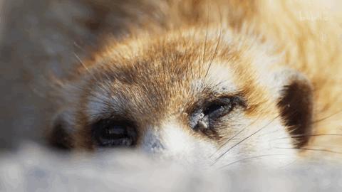 狐大医