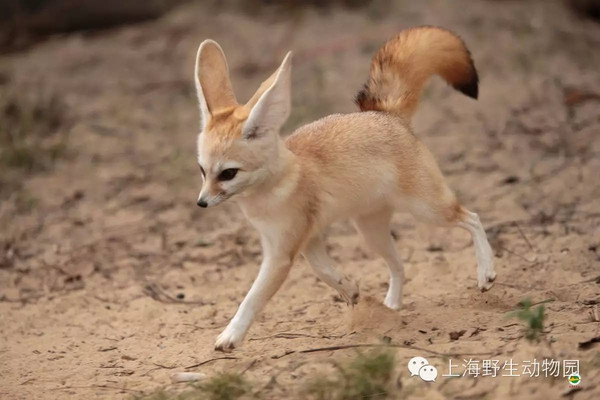 狐大医 了解狐臭的权威指南 (狐惑医案)