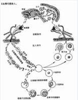 沃尔巴克