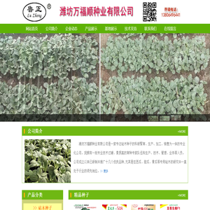 砧木种子